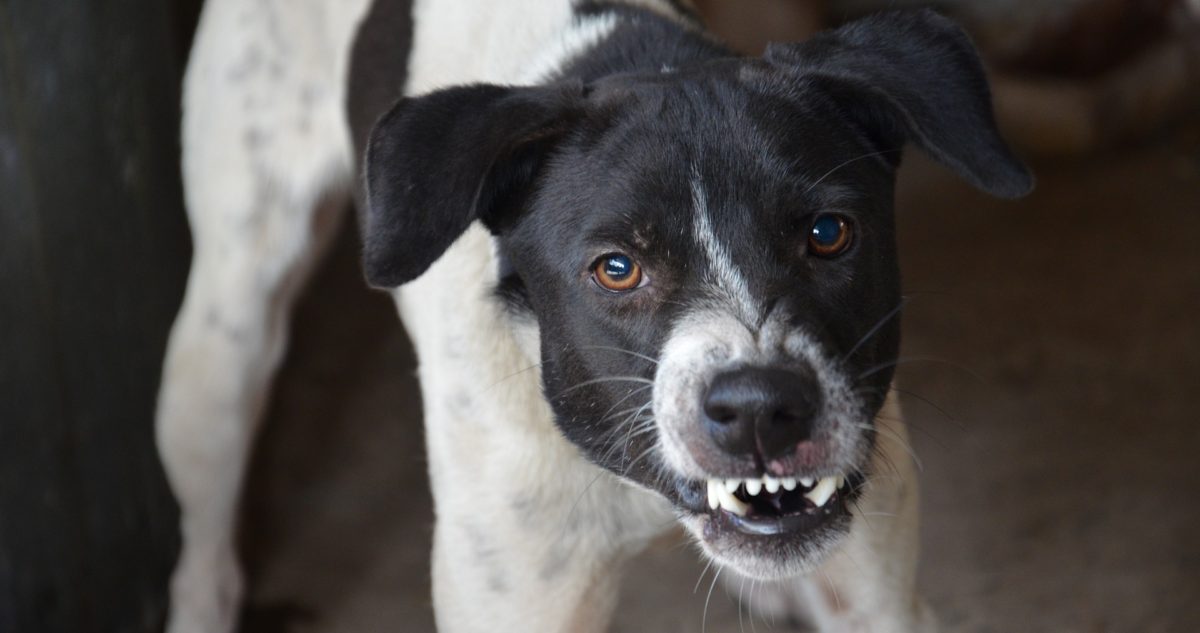 https://media.biobiochile.cl/wp-content/uploads/2026/09/encuentran-hombre-muerto-en-quillon-investigan-posible-ataque-de-perros.jpg