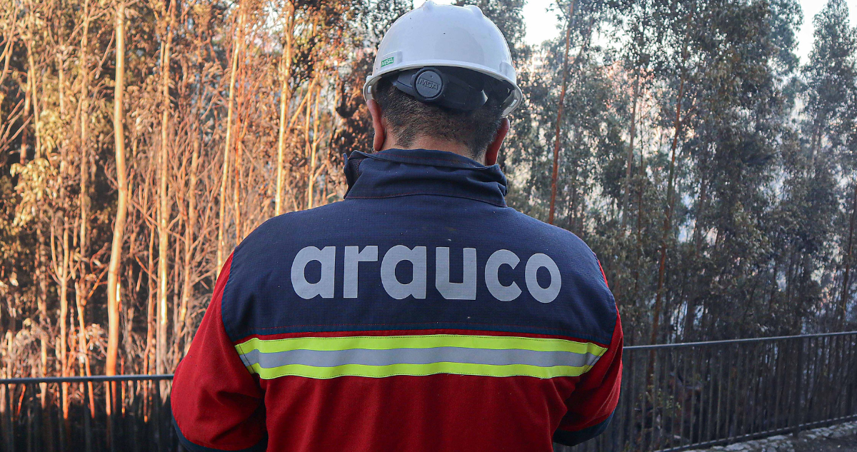 Forestal Arauco concreta venta de más de 29 mil hectáreas de bosques a sociedad privada en Valdivia