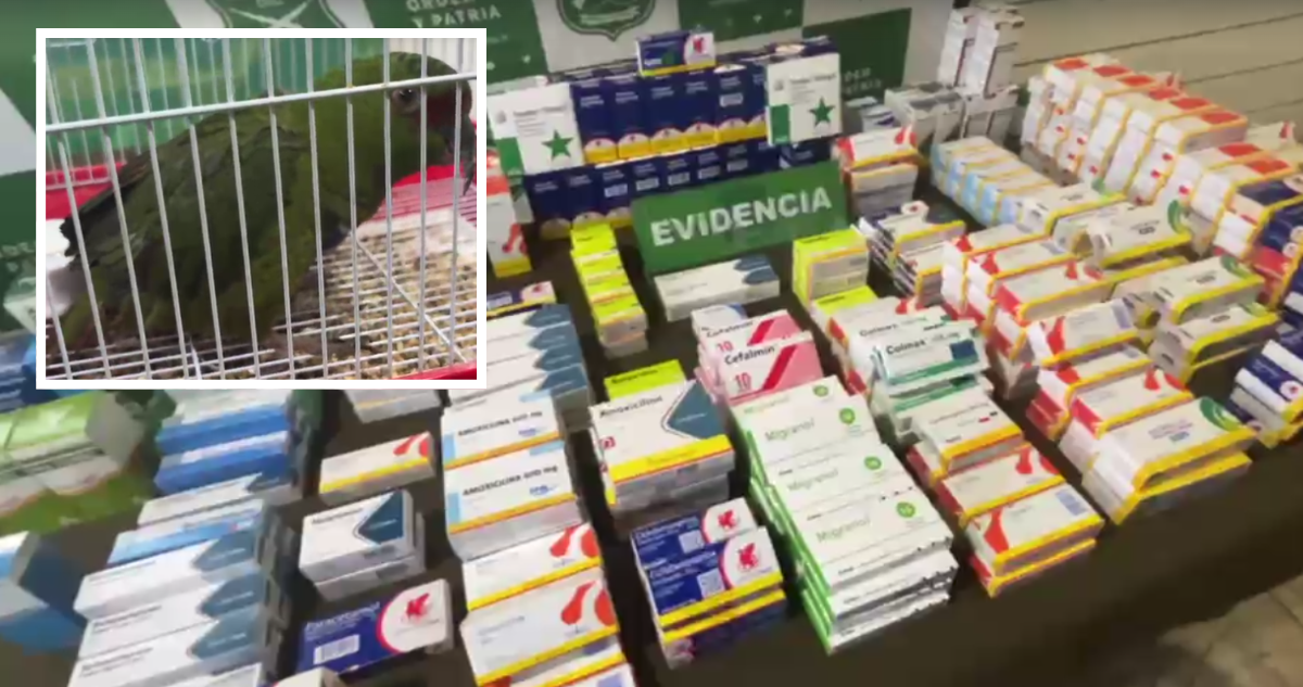 Mujer hirió a loro en Valdivia para impedir que volara: también tenía más de 400 cajas de fármacos