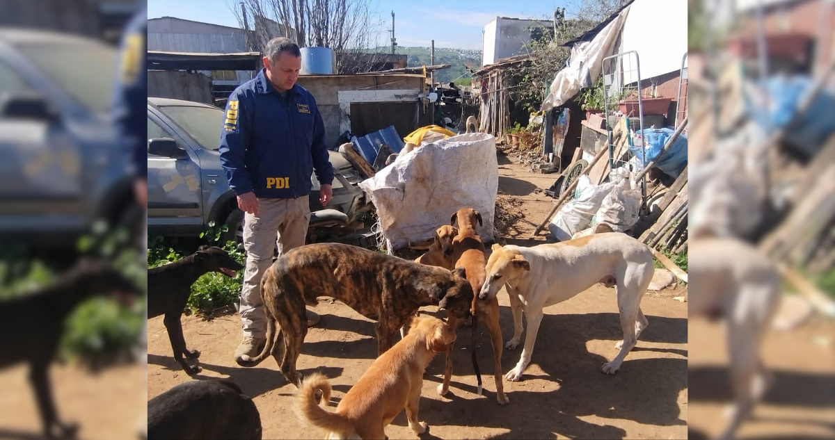 PDI rescata a 4 perros galgos que presentaban lesiones y enfermedades sin tratamiento en San Antonio