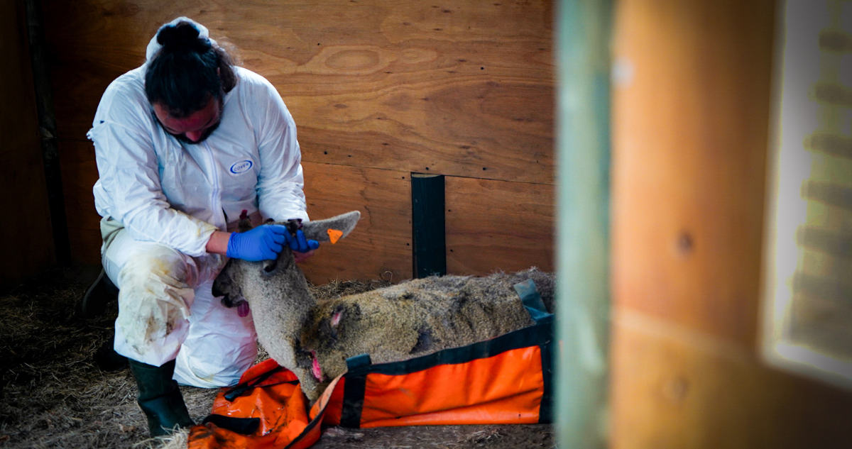 Huemul muere tras ser atacado por perros en Aysén: ejemplar sufrió graves lesiones y quemaduras