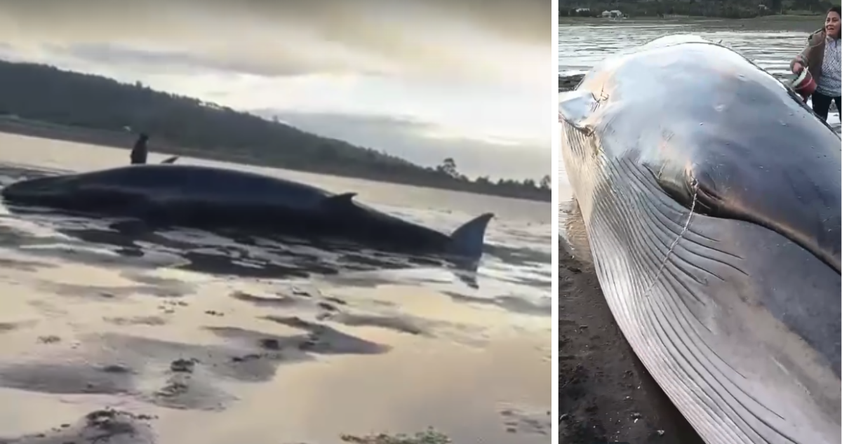Dos ballenas varadas movilizan a Sernapesca en Los Lagos: una murió y otra fue rescatada en Chiloé