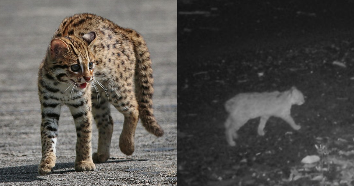 Foto de un gato leopardo y el ejemplar de cola corta