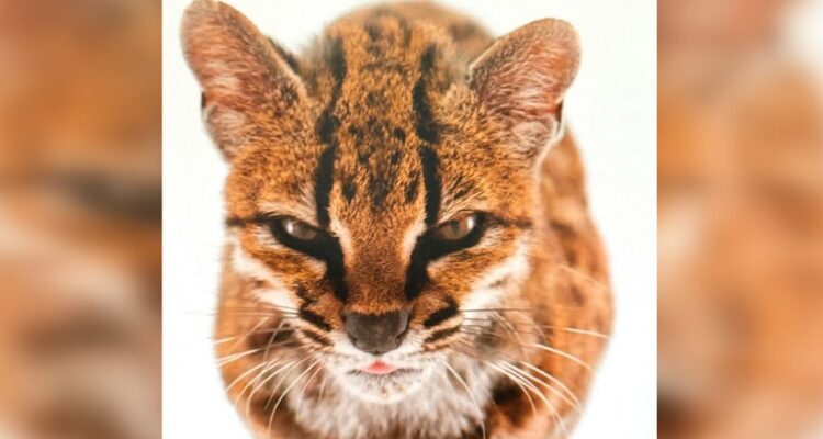 https://media.biobiochile.cl/wp-content/uploads/2026/09/gato-tilcayo-750x400.jpg
