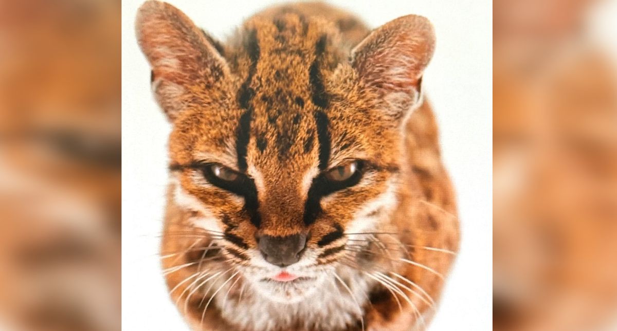 Juraban que era su mascota y resultó ser una nueva especie totalmente desconocida de gato