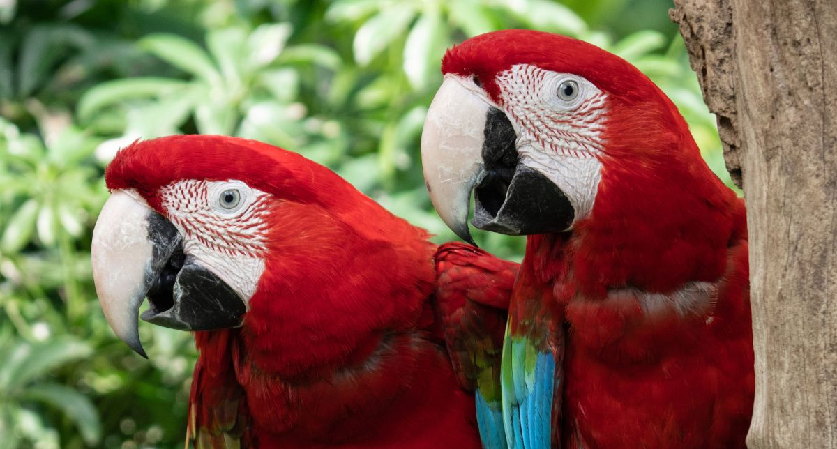 Por qué las guacamayas rojas dejan morir a sus crías: “Los padres se ven obligados a elegir”