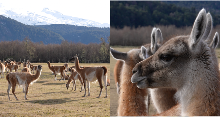 https://media.biobiochile.cl/wp-content/uploads/2026/09/guanacos-araucania-750x400.png