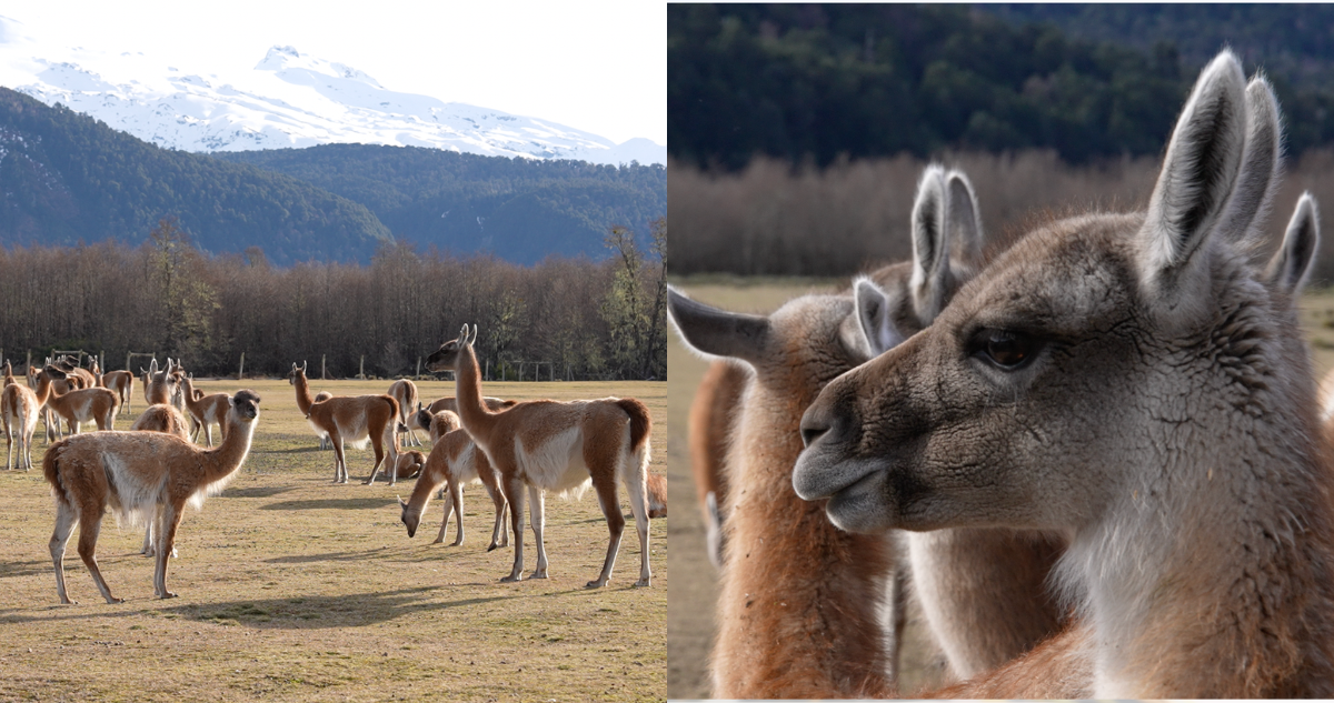 El guanaco volverán a la Araucanía