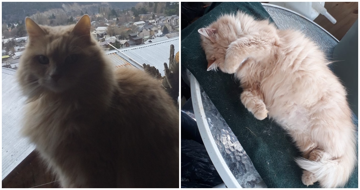Hombre es declarado culpable por agredir de una patada a gata de su expareja en Loncoche: mascota debió someterse a eutanasia