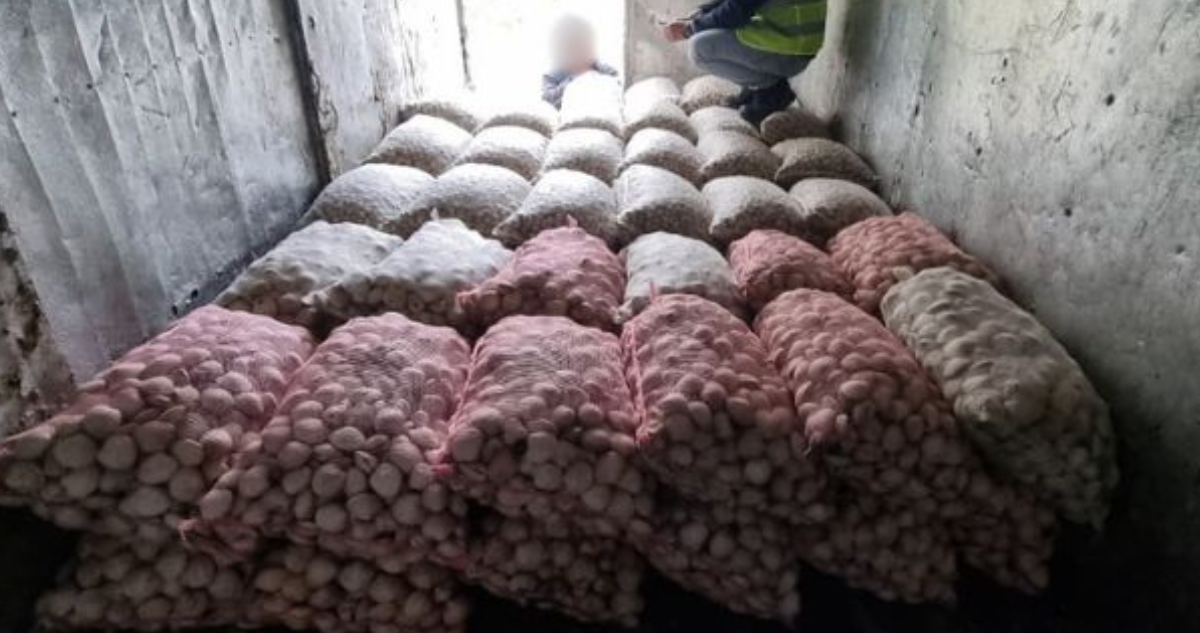 Almejas, choritos y caracol: incautan camiones y más de 8,6 toneladas de recursos del mar en Chiloé