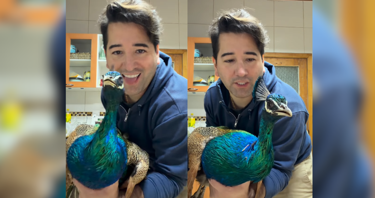 “Hoy me tocó hacer corte de alas”: Olivares (PDG) desata polémica en video con pavo real de mascota