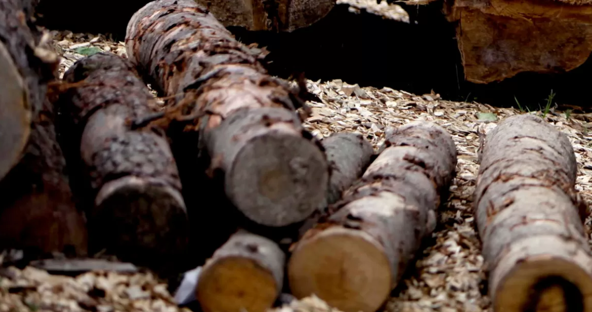 80 casos en dos años: Los Ríos concentra mayor cantidad de indagaciones por robo de madera en Chile