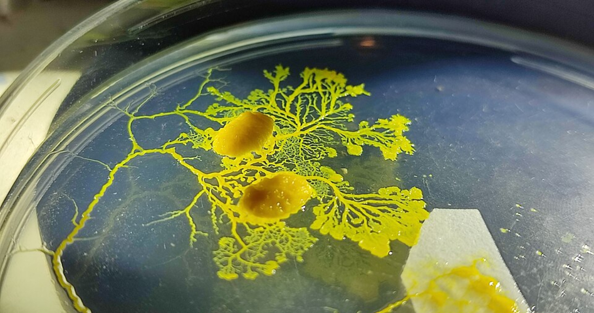 Foto del Physarum polycephalum, el organismo sin cerebro que divide a la ciencia