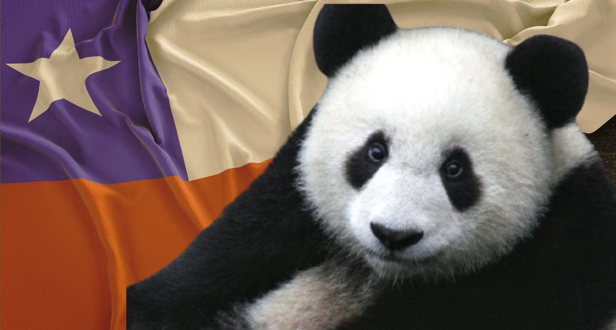 Por qué en Chile no pueden haber pandas