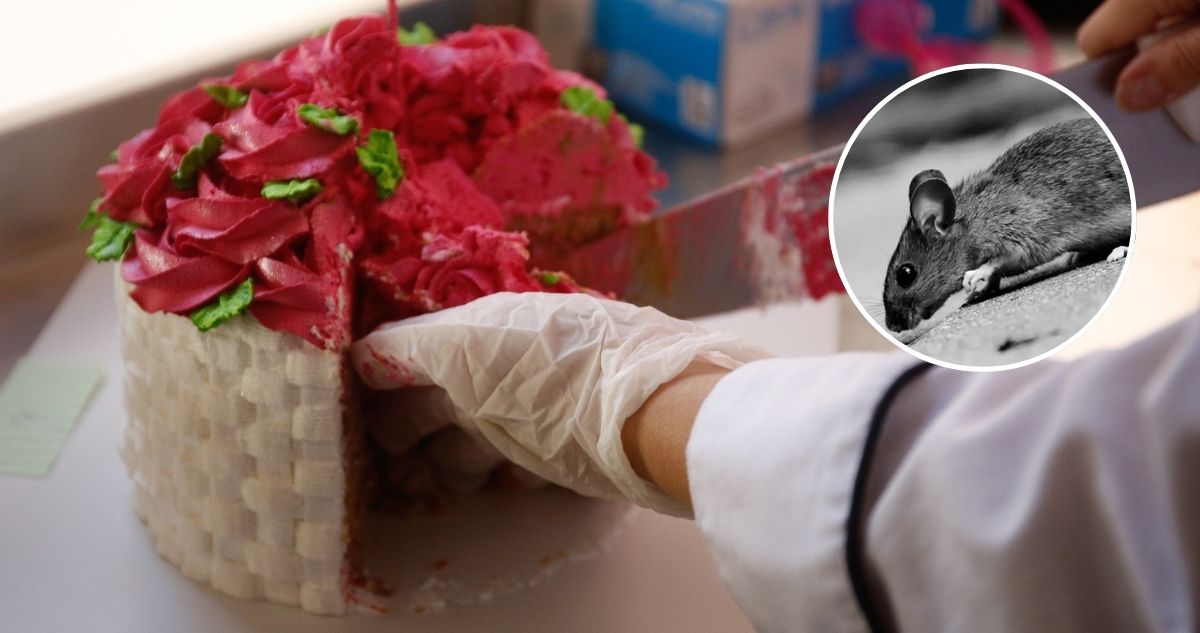 Plaga de ratones en pastelería de Las Condes: trabajadora se autodespide y Corte ordena indemnización