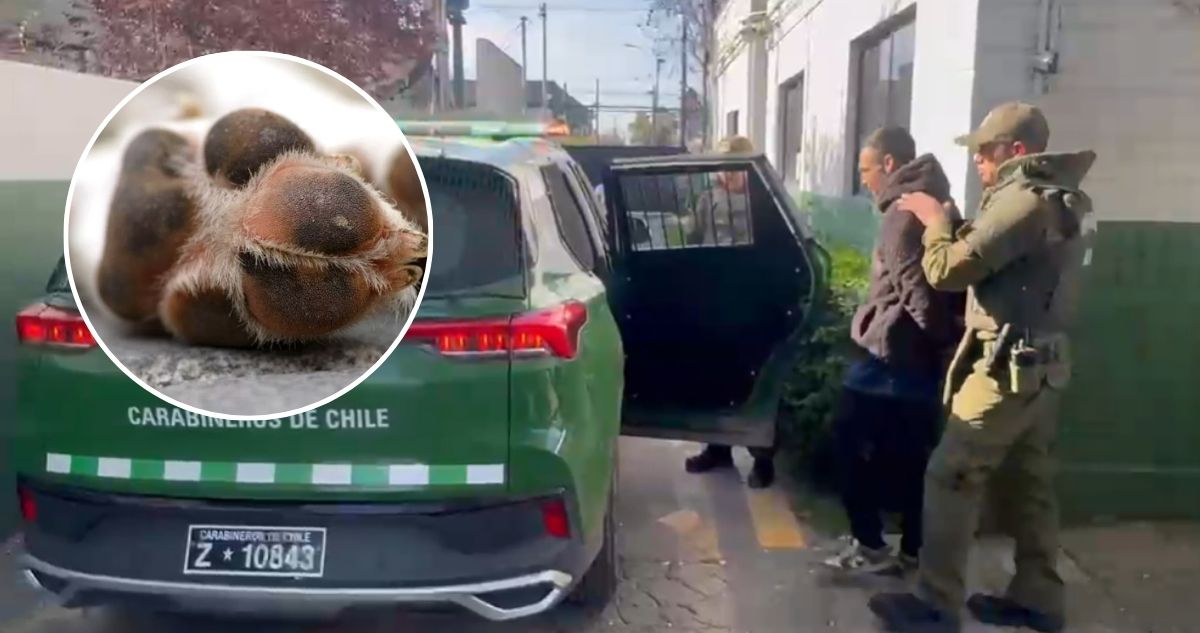 Prisión preventiva para sujeto por faenar y asar perro con una parrilla en vía pública de La Pintana