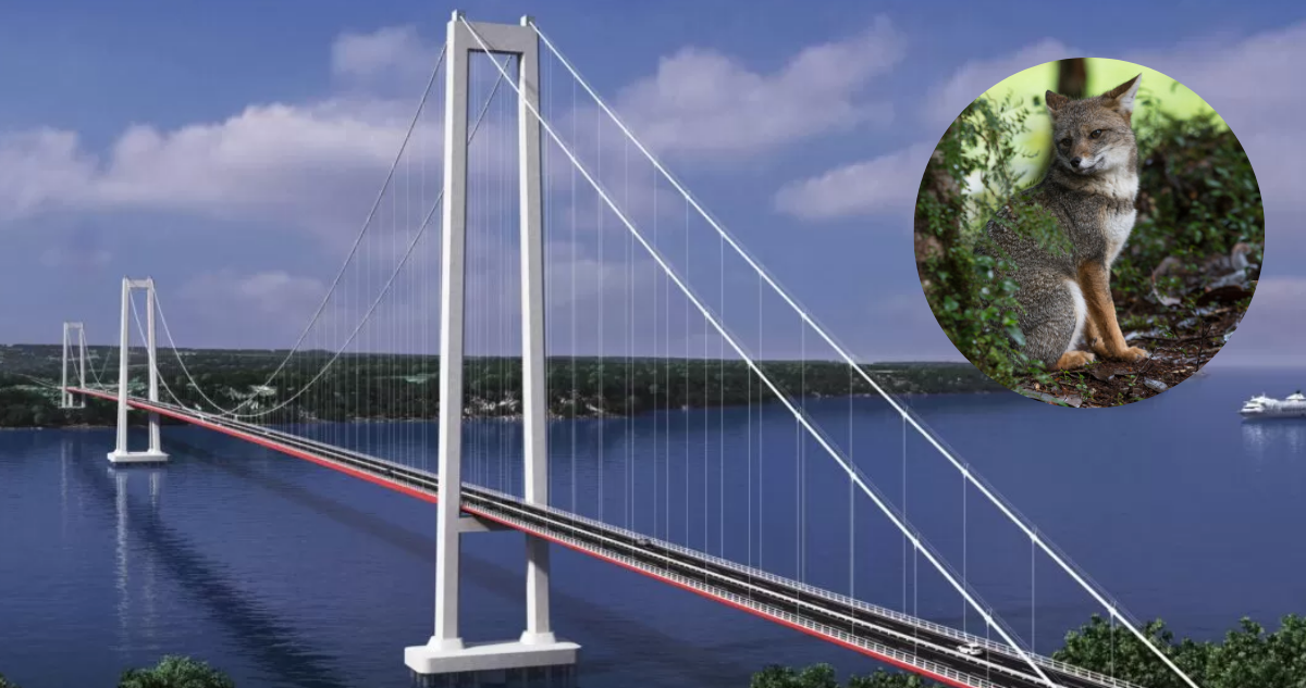 Puma y zorro chilla, entre ellos: Puente Chacao podría facilitar ingreso de nuevas especies a Chiloé
