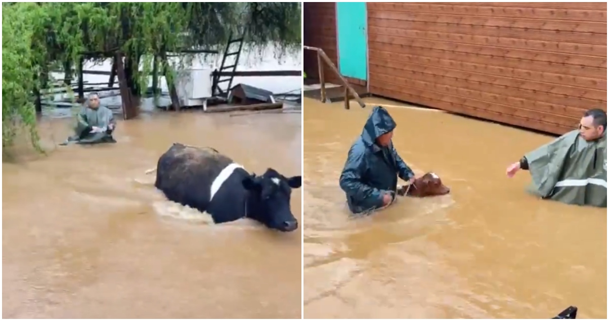 Rescate de animales en Arauco