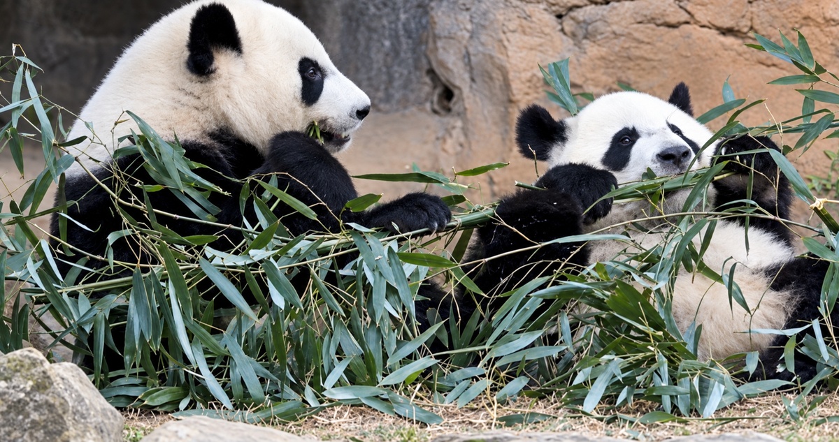 VIDEO | Tierna pareja de osos panda llega a Estados Unidos tras acuerdo entre Trump y Xi Jinping