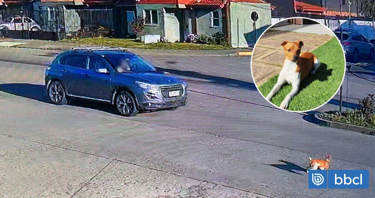 Conductor atropella a perro en San Pedro de La Paz y se da a la fuga: dueños denunciaron el hecho