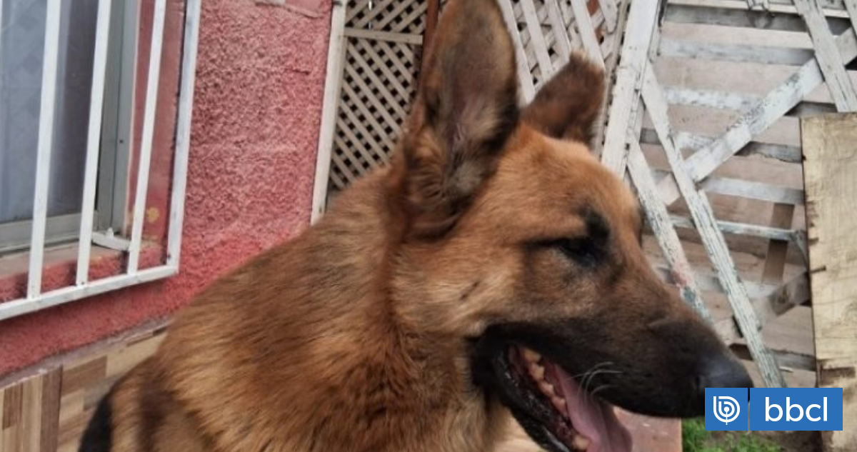"¿Si hubiera sido un niño?": Pitbull atacó a otro perro en Vallenar y familia exige más fiscalización