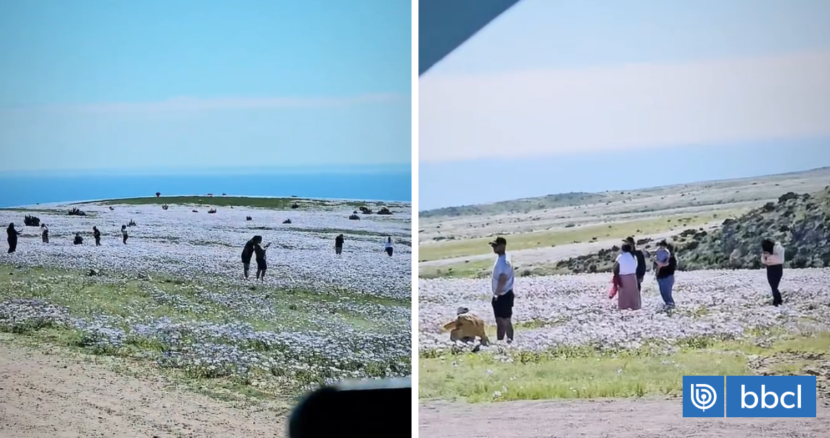 "Usted no lo haga": varios turistas aplastaron flores para tomarse fotos en medio del Desierto Florido