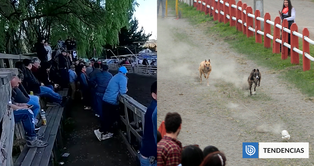 "No serán animalistas ustedes": Equipo de CHV vivió tenso momento tras ir a canódromo en el Maule