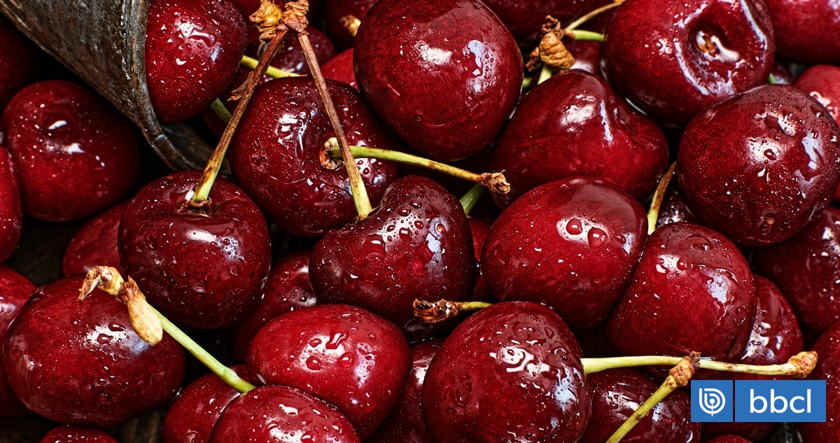 ¿Cerezas en peligro? Productores de Ñuble temen perder el 50% de sus cosechas o todo por las lluvias