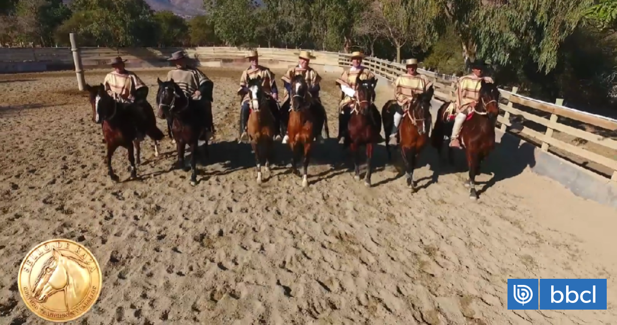 El cariño de un criador de caballos chilenos
