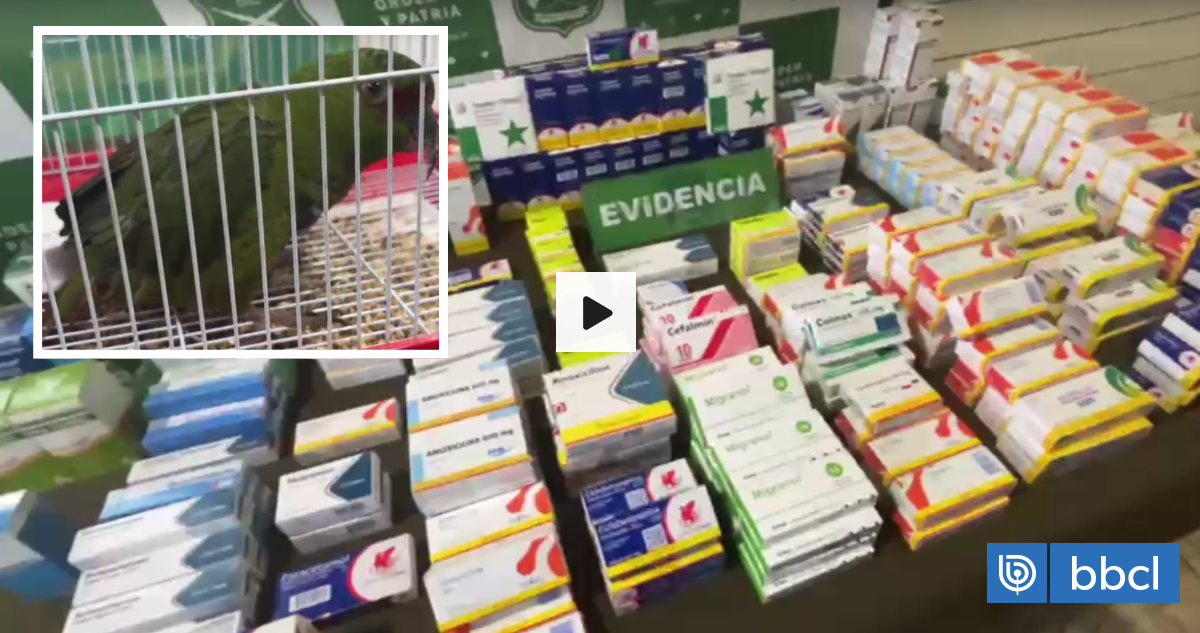 Mujer hirió a loro en Valdivia para impedir que volara: también tenía más de 400 cajas de fármacos