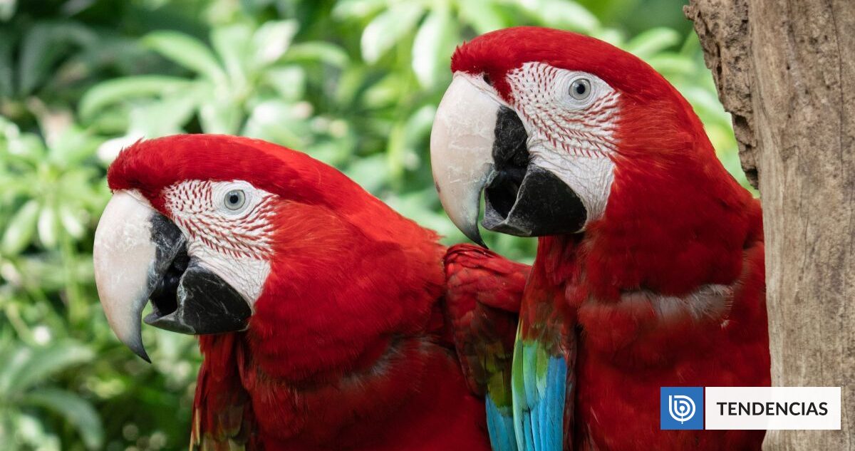 Por qué las guacamayas rojas dejan morir a sus crías: "Los padres se ven obligados a elegir"