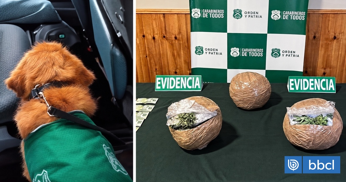 Ni el romero ni la ruda engañaron a Holly: perrita detecta $35 millones en marihuana en bus en Ñuble