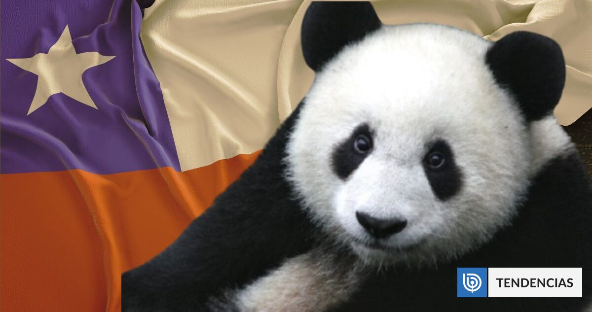 Por qué en Chile no pueden haber pandas