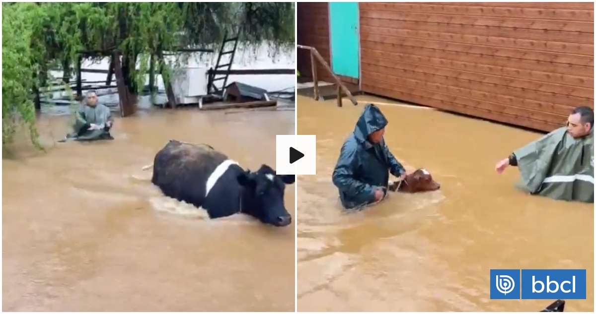 Con el agua hasta la cintura: Carabineros apoyan rescate de animales tras desborde de río en Arauco