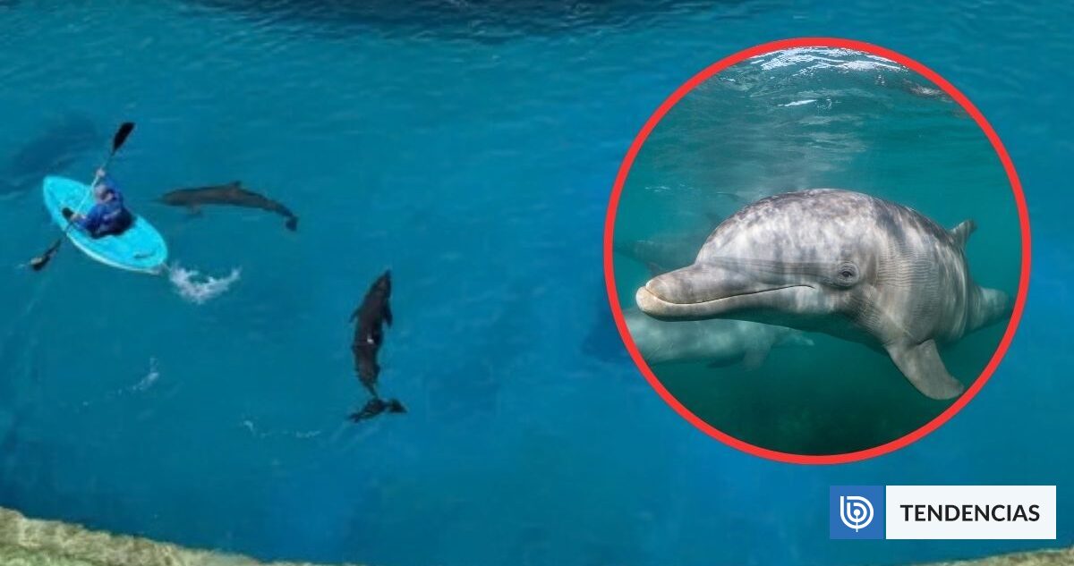 La incertidumbre rodea a 9 delfines enfermos y abandonados en parque acuático clausurado en Cancún