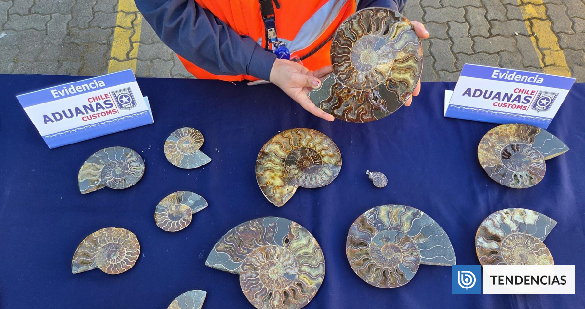 Chile recupera 222 fósiles marinos de contrabando de la "era de los dinosaurios": provenían de China