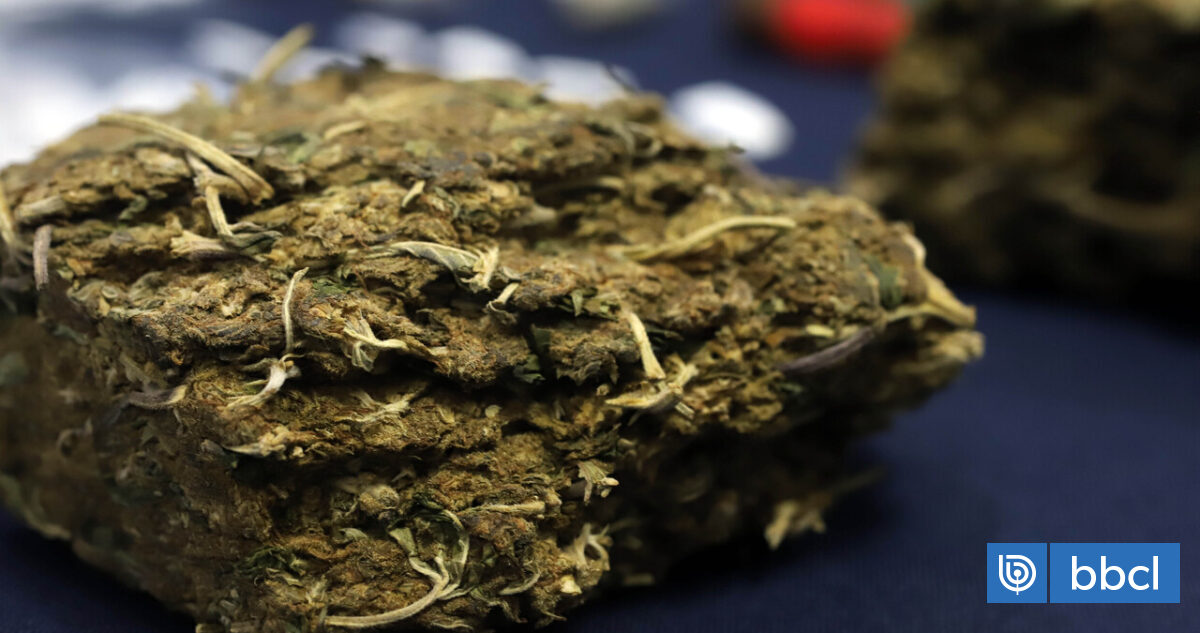 Carabineros incauta más de 1.250 kilos de marihuana en dos allanamientos en Calama