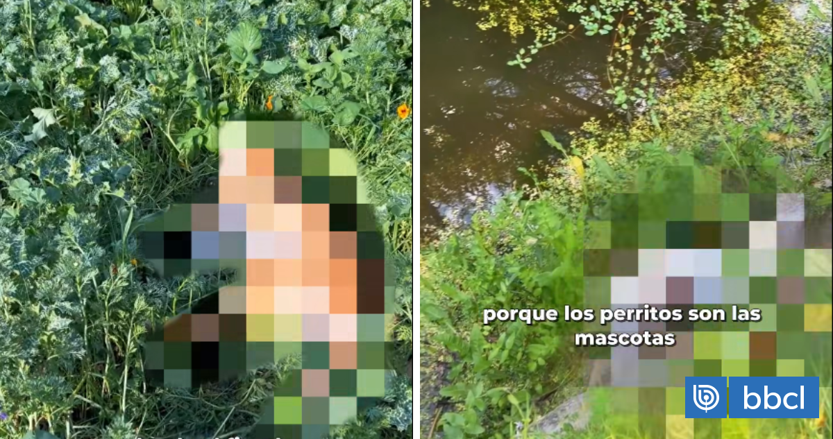 Municipalidad de Olmué presentará querella por masivo envenamiento de perros