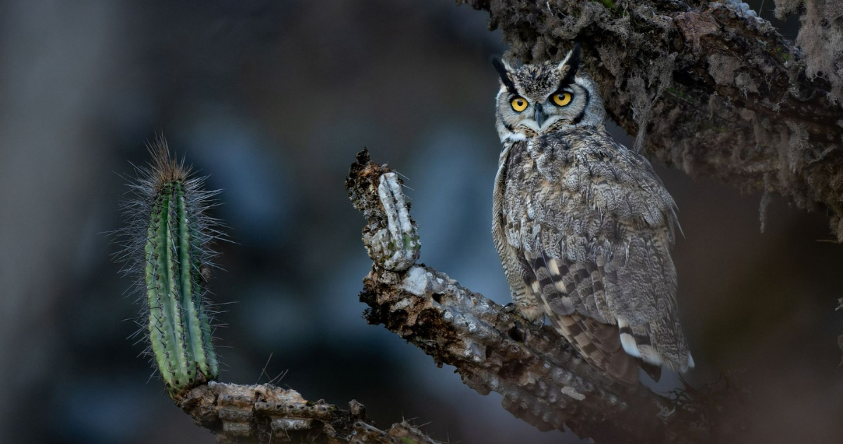 Chileno ganó el “Gran Premio” de los Audubon Photography Awards con impactante foto de un tucúquere