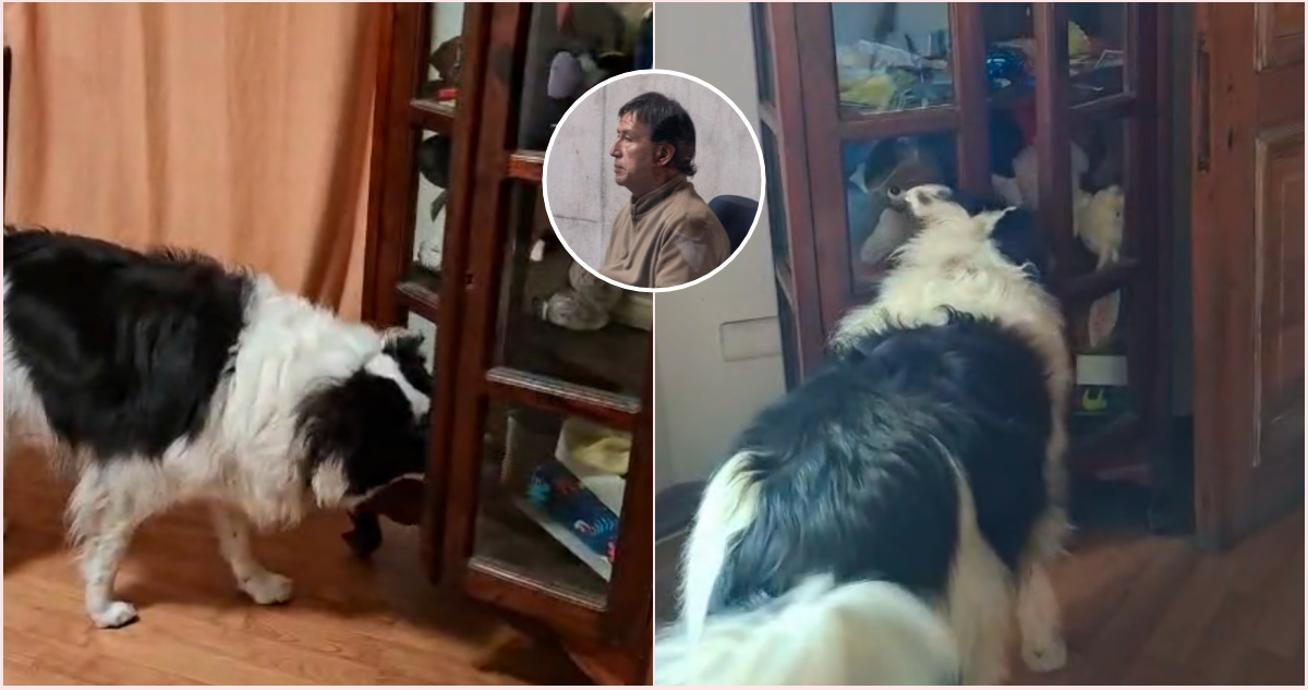 Triple homicidio en La Reina: videos muestran que perra de Jorge Ugalde puede sacar máscara de mueble