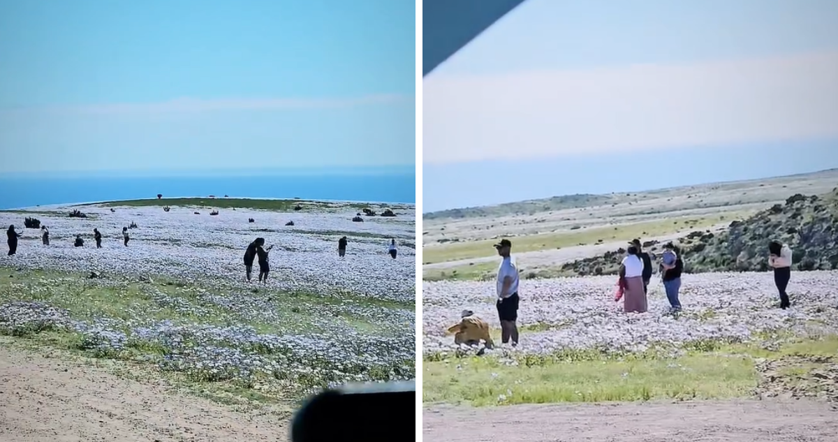 “Usted no lo haga”: varios turistas aplastaron flores para tomarse fotos en medio del Desierto Florido