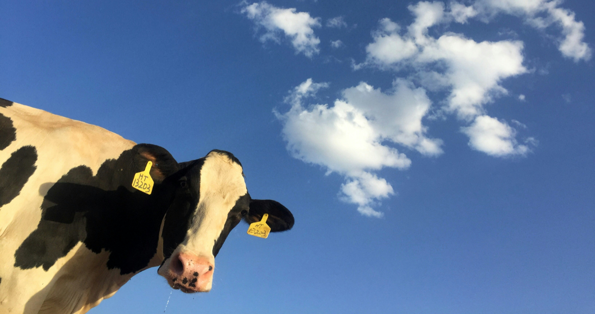 Foto de una vaca para ilustrar nota sobre la producción de leche en Chile