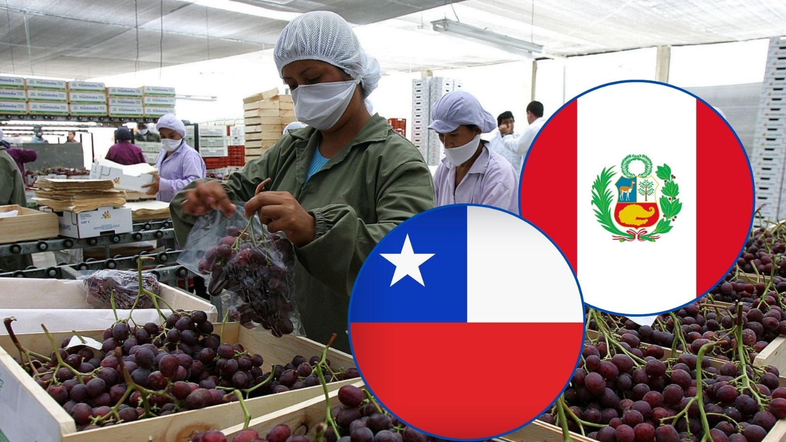 “Chile se ha vuelto más caro”: llaman a recuperar competitividad agricola ante avance de Perú
