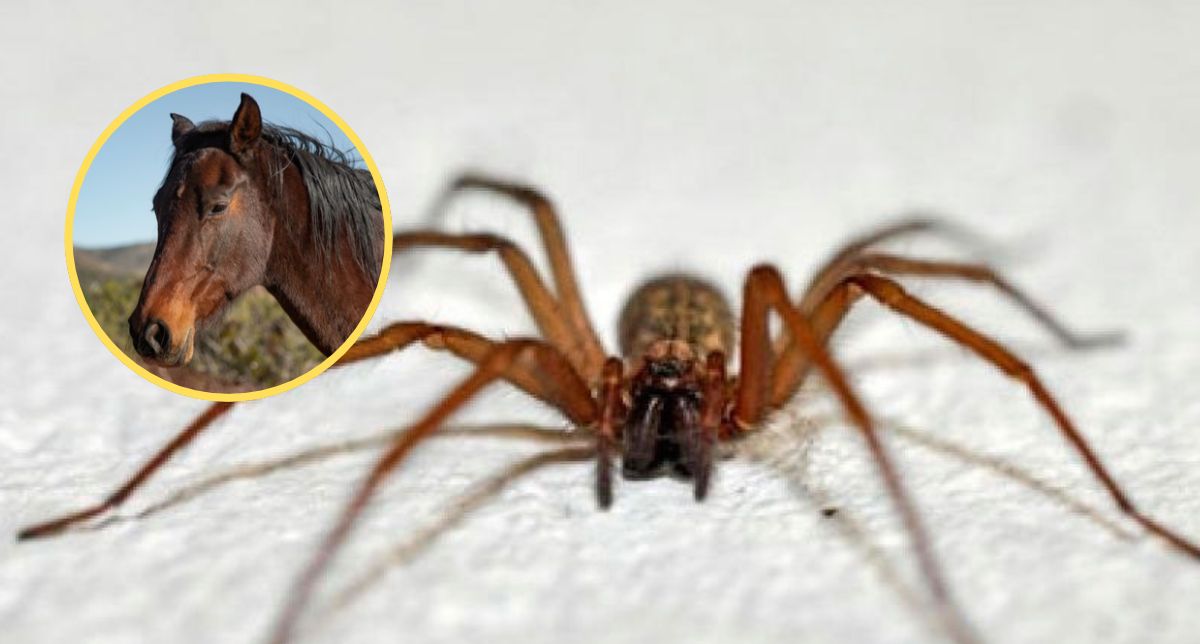 Perú crea un antídoto contra la mordedura de la araña de rincón tras aplicar dosis en caballos