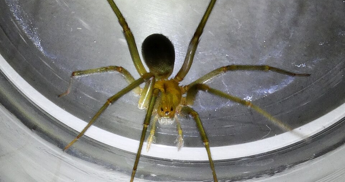 Foto de una araña de rincón