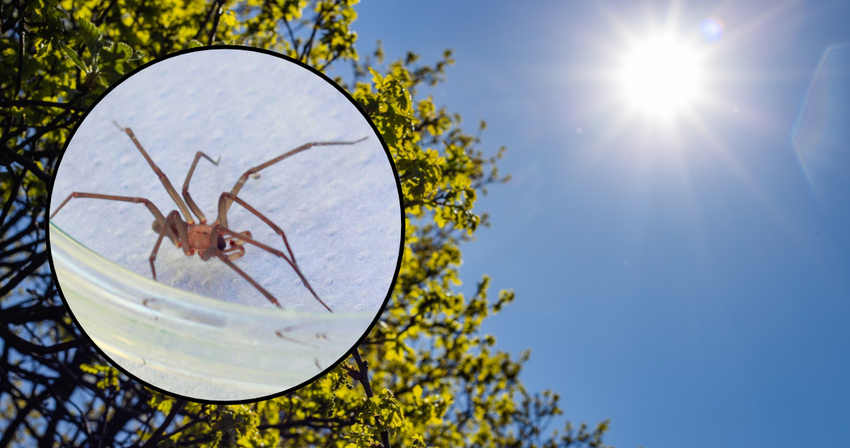 Araña de rincón