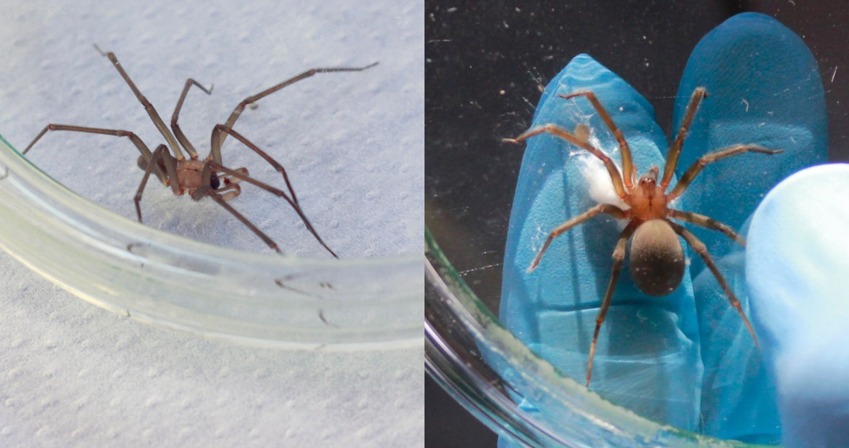 Araña de rincón macho y araña de rincón hembra