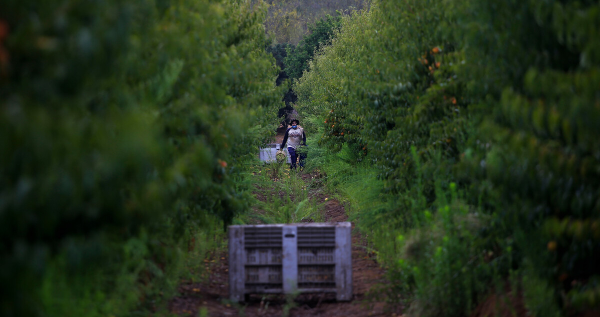 Aranceles de Trump golpean al agro chileno: gremios advierten pérdidas por US$ 800 millones