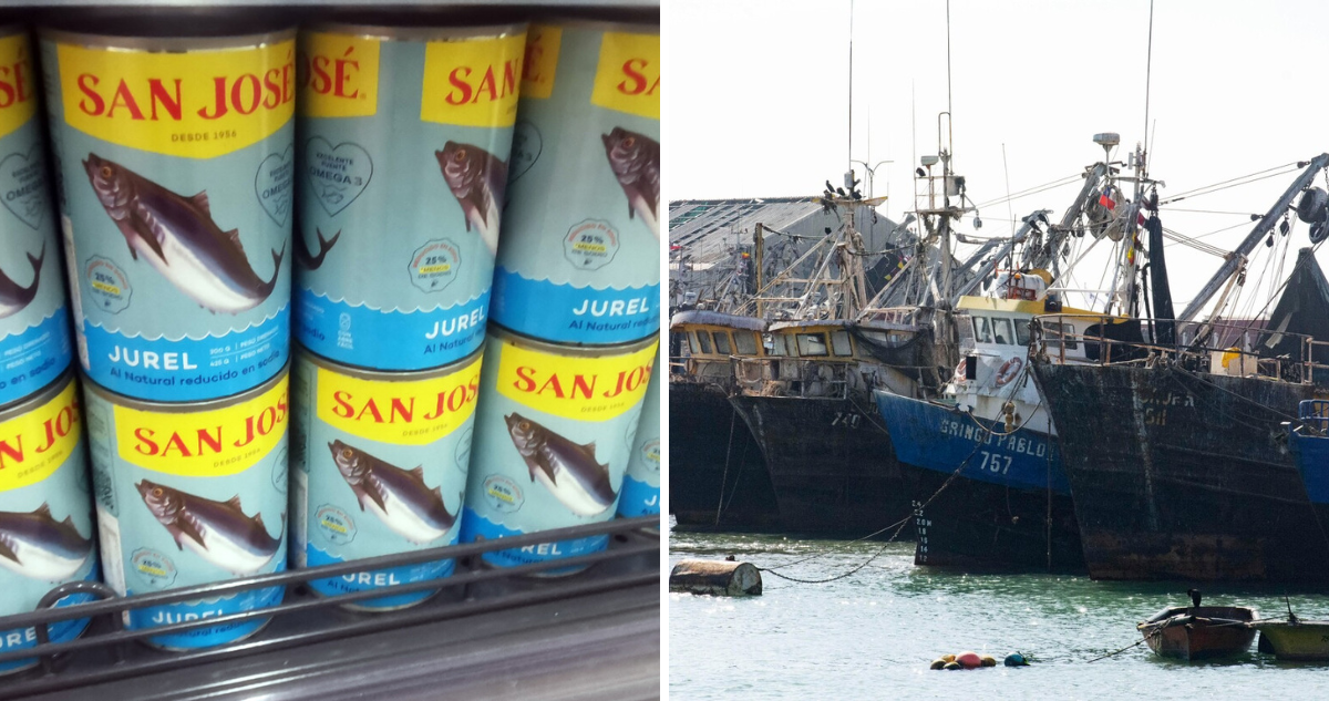 El Niño golpea a la pesca en Chile: jurel vuelve a supermercados, pero anchoveta sigue desaparecida