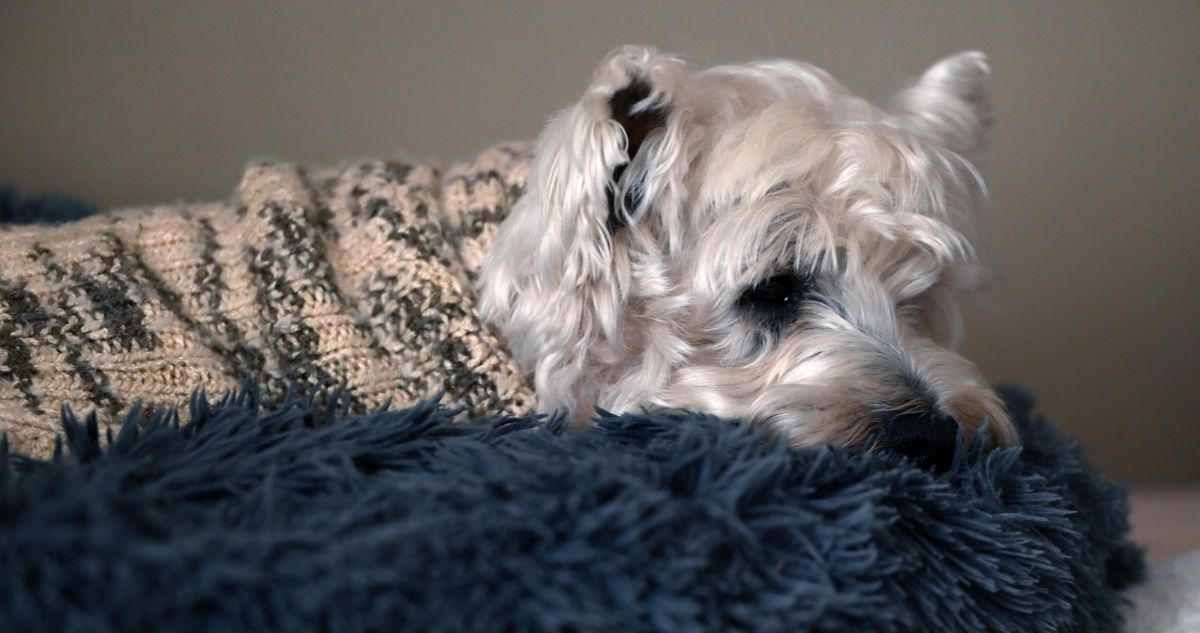 Proyecto busca endurecer penas por robo de mascotas y reconocer su vínculo con las familias